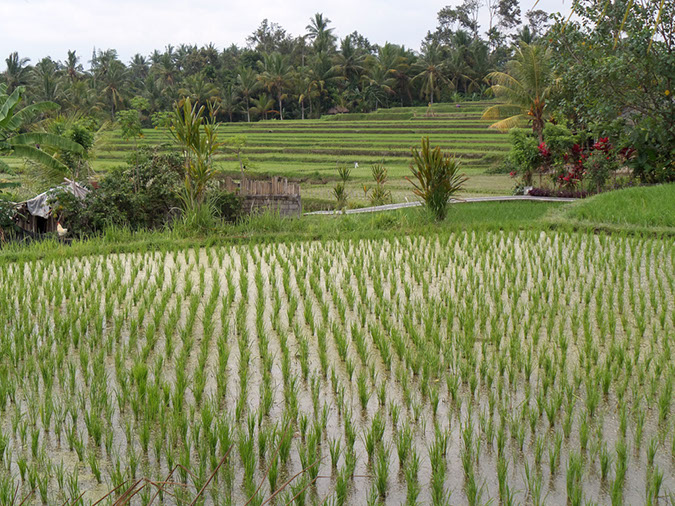 170220-bali-internet-0073