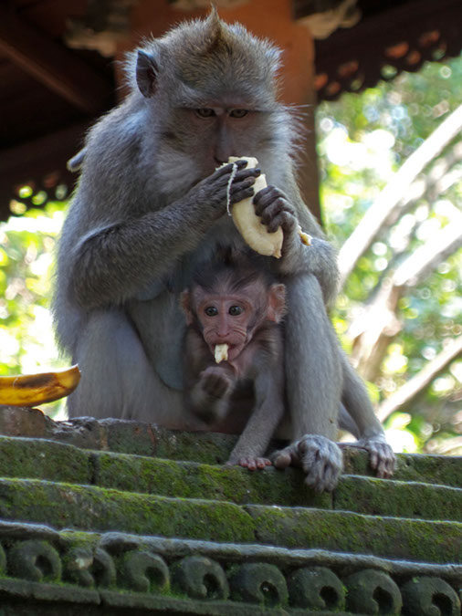 170220-bali-internet-0086