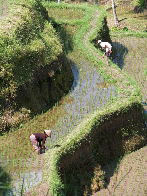 170220-bali-internet-0101