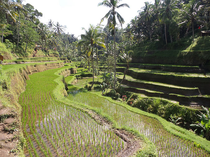 170220-bali-internet-0102