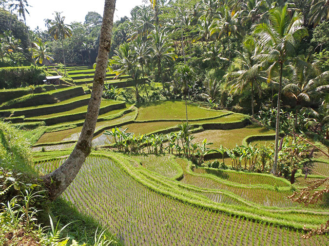 170220-bali-internet-0104