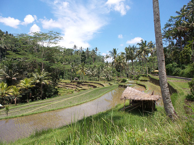 170220-bali-internet-0117