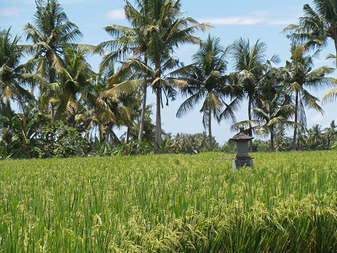 170220-bali-internet-0137