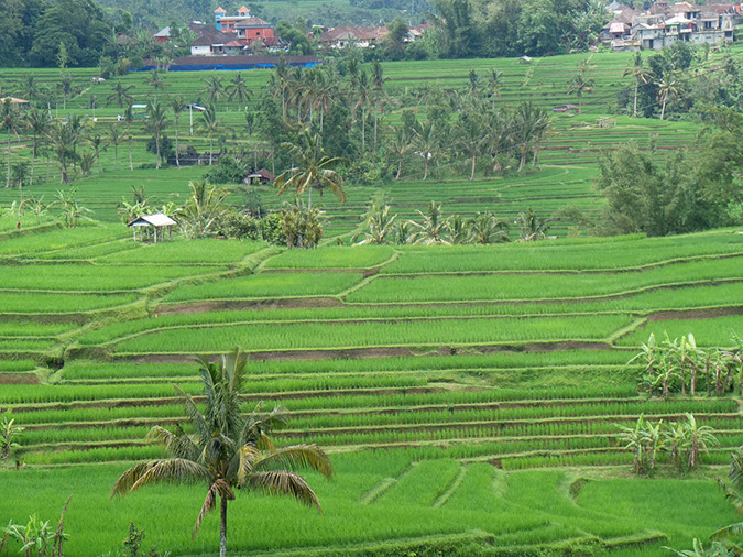 170220-bali-internet-0153