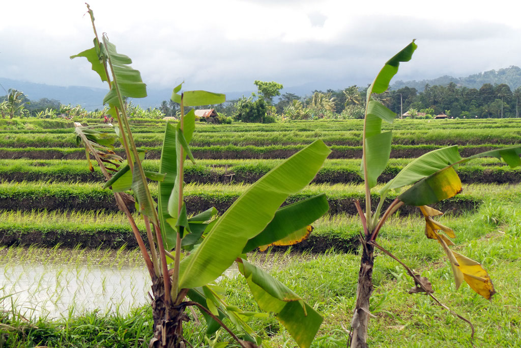 180219-bali-website-0059