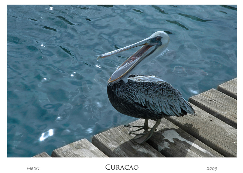 curacao_web_0048