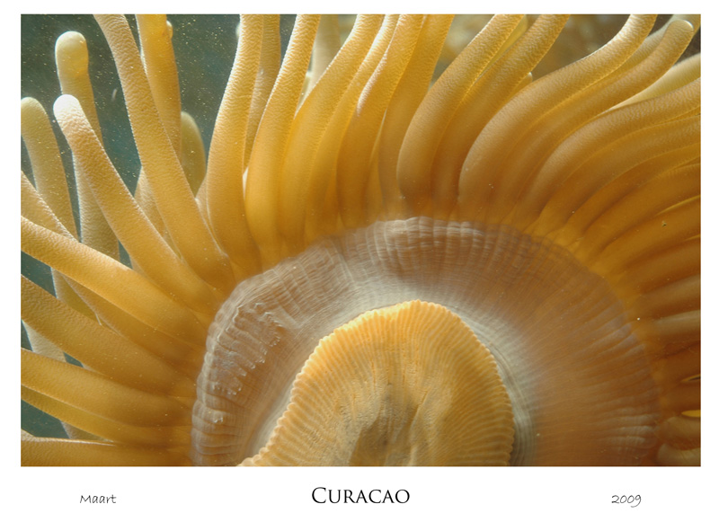 curacao_web_0051